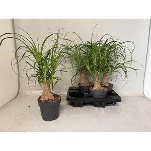 BEAUCARNEA RECUR