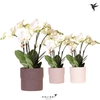 Phalaenopsis wit meer takken