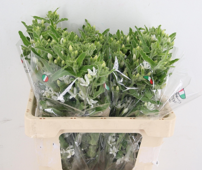 OXYPETALUM WHITE