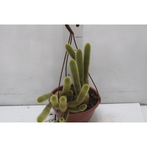 CACTUS RABO DE GATO C18