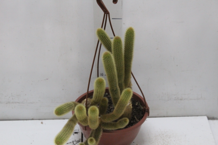 <h4>CACTUS RABO DE GATO C18</h4>