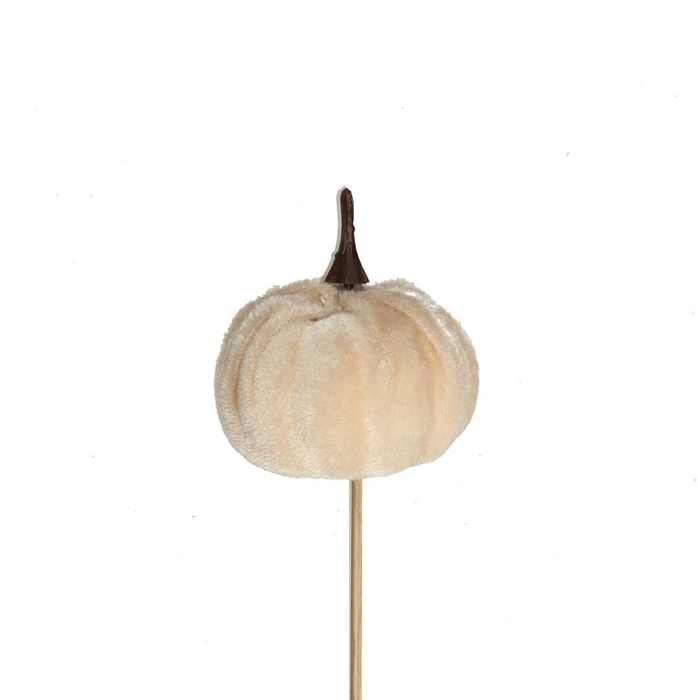 <h4>10cm Pompoen velvet 6cm</h4>