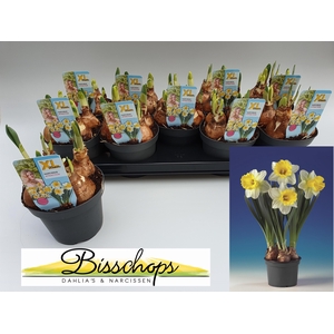 Narcissus Attraction