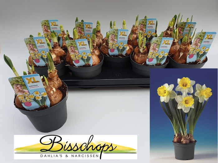 <h4>Narcissus Attraction</h4>