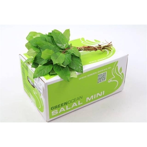 SALAL MINI TIPS G.O.