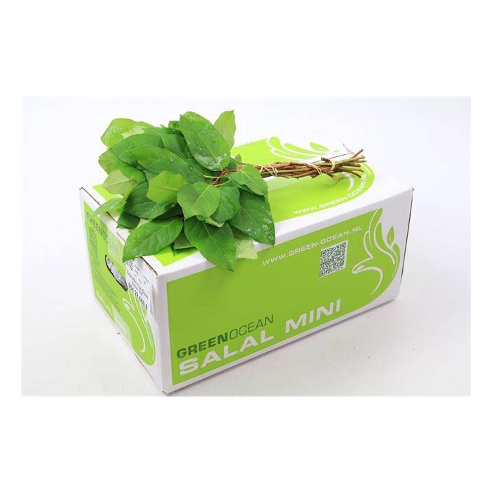 <h4>SALAL MINI TIPS G.O.</h4>
