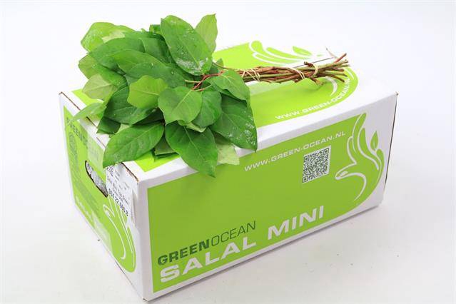 <h4>SALAL MINI TIPS G.O.</h4>