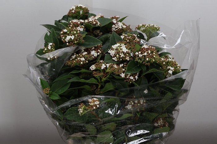 <h4>Viburnum Bloei 250 Gr.</h4>