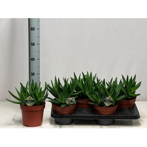ALOE PERFOLIATA