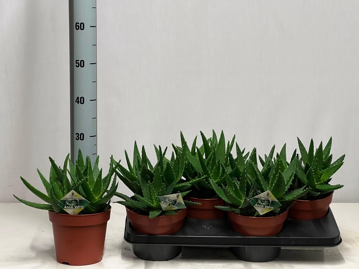 <h4>ALOE PERFOLIATA</h4>