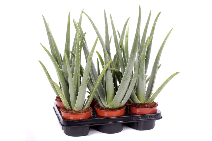 <h4>Aloe vera 12 cm</h4>
