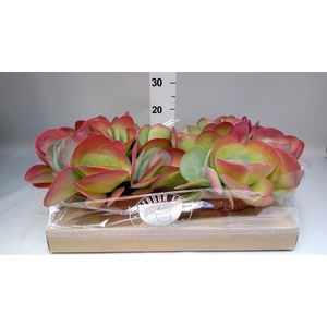 Kalanchoe NF thyrsiflora