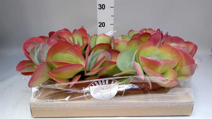 <h4>Kalanchoe NF thyrsiflora</h4>