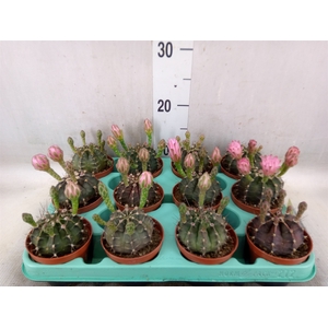 Gymnocalycium mihanov.   ...
