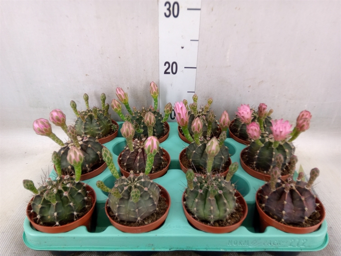 <h4>Gymnocalycium mihanov.   ...</h4>