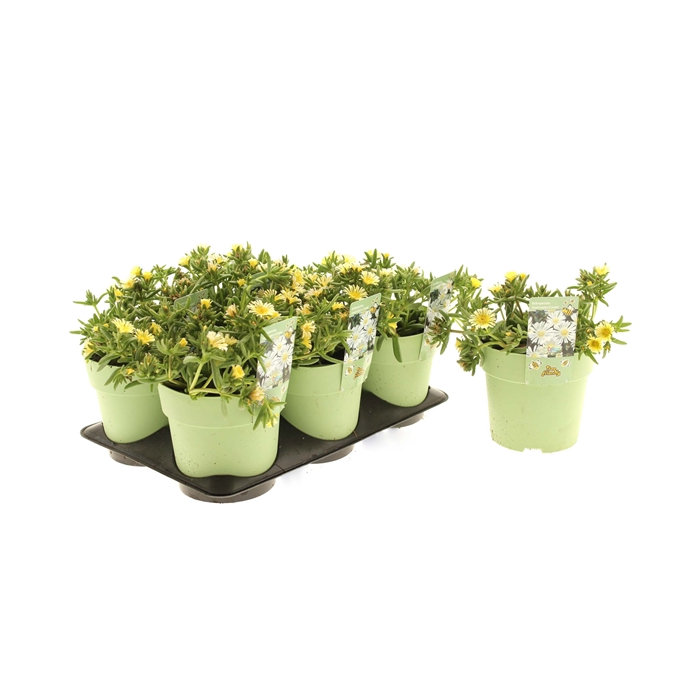 <h4>Delosperma Suntropics Cream</h4>