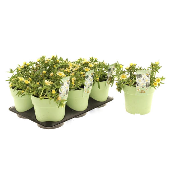 Delosperma Suntropics Cream