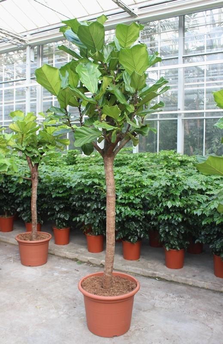 <h4>Ficus lyrata</h4>