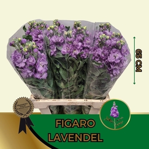 MATTH FIGARO LAVENDE