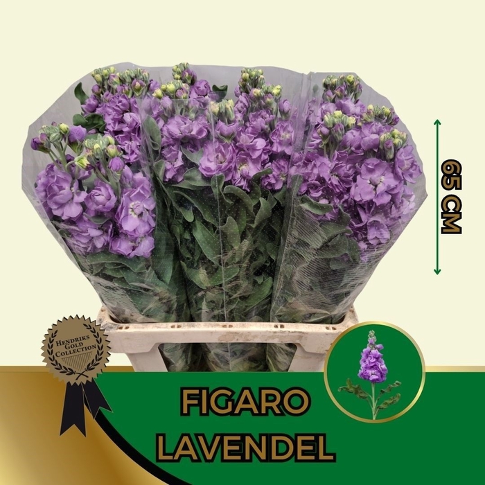 <h4>MATTH FIGARO LAVENDE</h4>