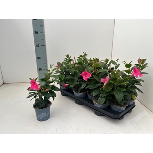 MANDE DI TOURMA PINK