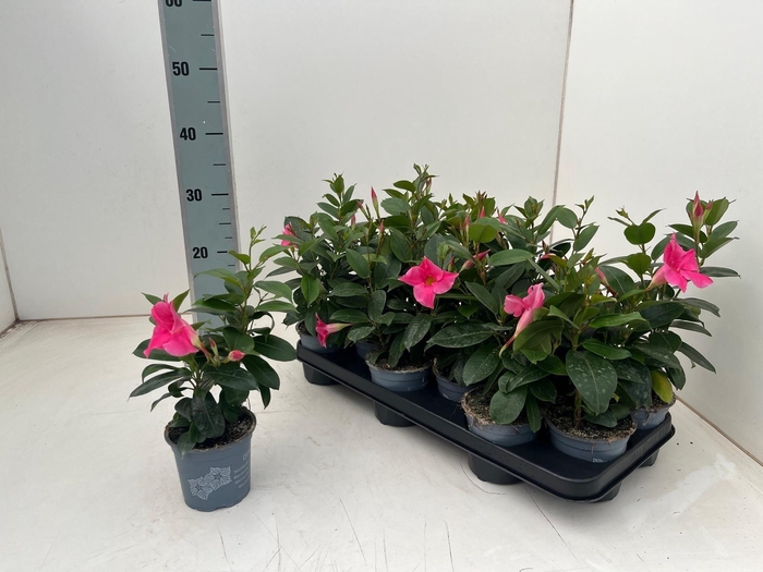 <h4>MANDE DI TOURMA PINK</h4>