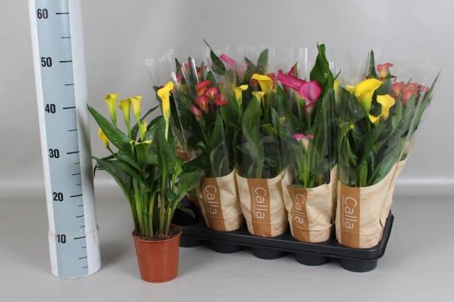 <h4>ZANT GEM 4 KL</h4>