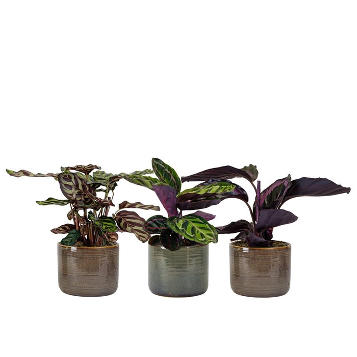 <h4>Calathea Mix  in Sophie P11</h4>