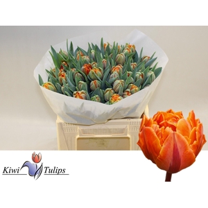 TU DU ORANGE PRINCES