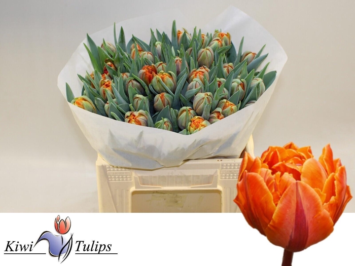 <h4>TU DU ORANGE PRINCES</h4>