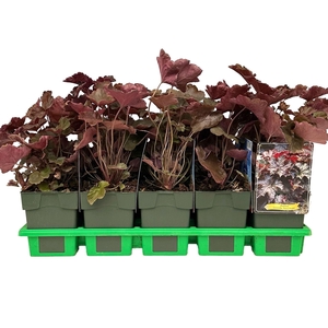 Heuchera micrantha Palace Purple