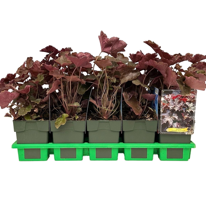 <h4>Heuchera micrantha Palace Purple</h4>