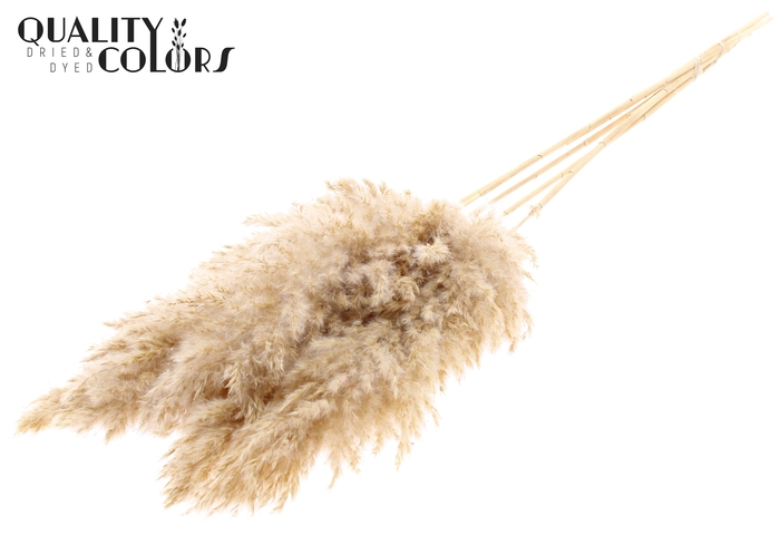 <h4>Pampas Grass 100cm 5st/bunch Bleached</h4>