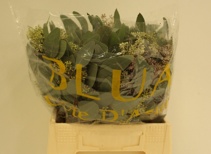 <h4>EUCA OV MET BES</h4>