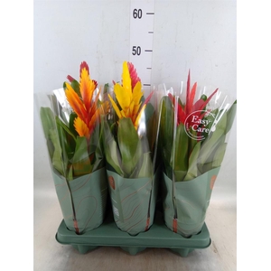 Vriesea   ...mix