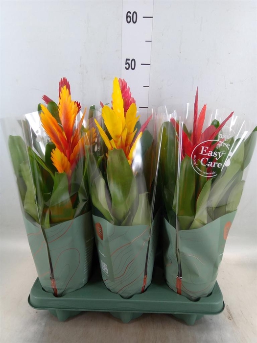 <h4>Vriesea   ...mix</h4>