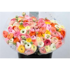 Ranunculus Cl Semi Mix I X100