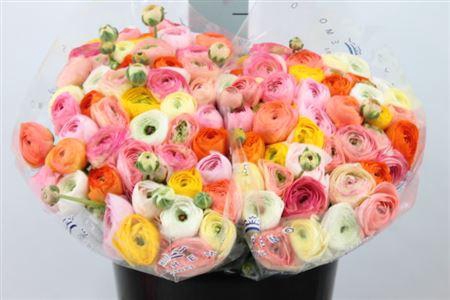 <h4>Ranunculus Cl Semi Mix I X100</h4>