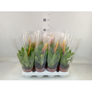 Vriesea  'Delphinus'