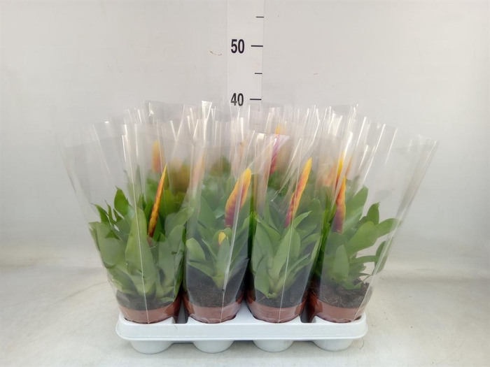 <h4>Vriesea  'Delphinus'</h4>