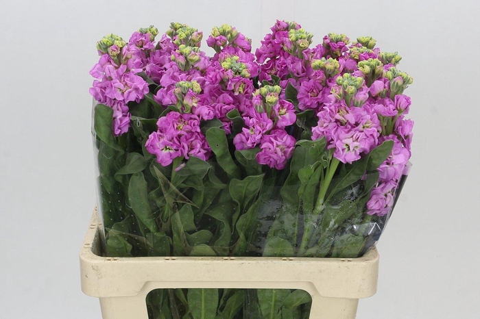 Matthiola Iron Pink