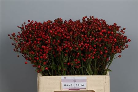 <h4>Rosa Magical Passoa</h4>
