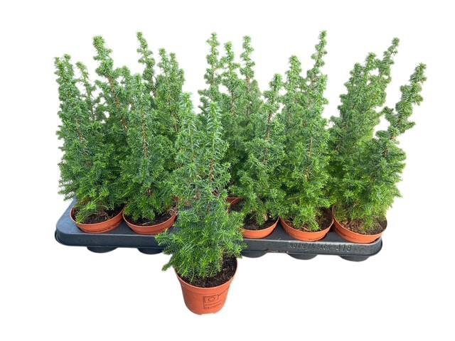 <h4>CHAM TH TOP POINT</h4>