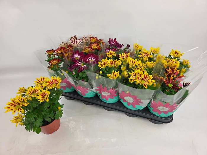 <h4>CHRYS GEM 5 KL</h4>