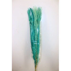 Dried Cortaderia Dadang Light Blue 110cm