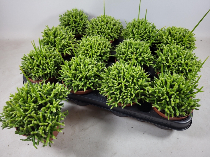 <h4>RHIPSALIS CEREUSCULA</h4>