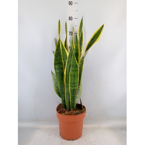 Sansevieria trifa. 'Laurentii'