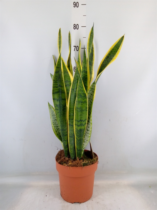 <h4>Sansevieria trifa. 'Laurentii'</h4>