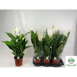 Spathiphyllum Bingo Cupido 17Ø 75cm 6fl