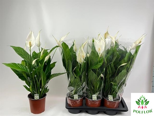 Spathiphyllum Bingo Cupido 17Ø 75cm 6fl